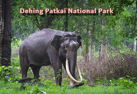 Dehing Patkai National Park | Tinsukia District - Assam - raincitystudios.com