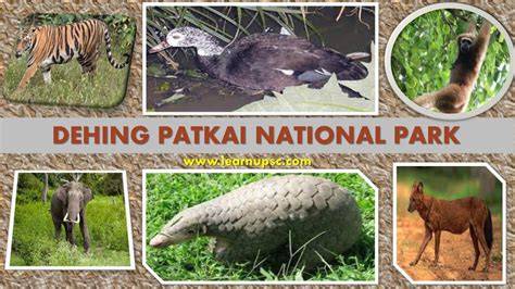 Dehing Patkai - Nature inFocus - raincitystudios.com
