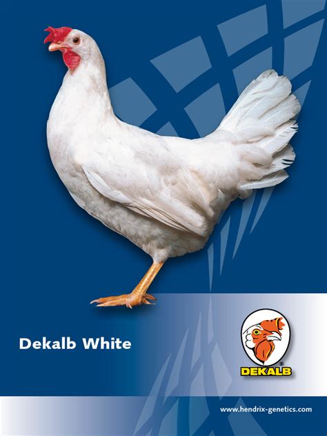 Dekalb White - Dekalb - raincitystudios.com