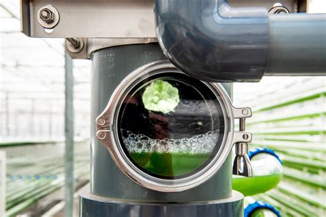 Delivering reliable algae production systems - Lgem - muktibox.com
