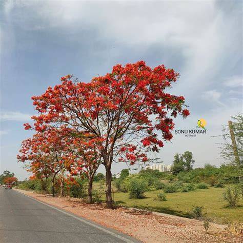Delonix regia (Bojer ex Hook.) Raf. - US Forest Service - raincitystudios.com