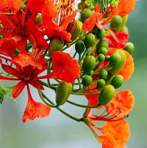 Delonix regia (Gulmohar) - St. John’s - raincitystudios.com