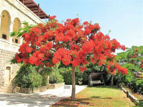 Delonix regia (Poinciana regia) Caesalpiniaceae - raincitystudios.com