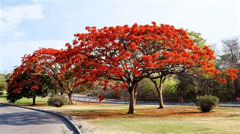 Delonix regia | Wholesale Nursery - Nurseries … - raincitystudios.com