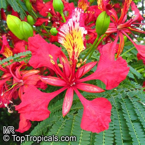 Delonix regia Caesalpinioideae - raincitystudios.com