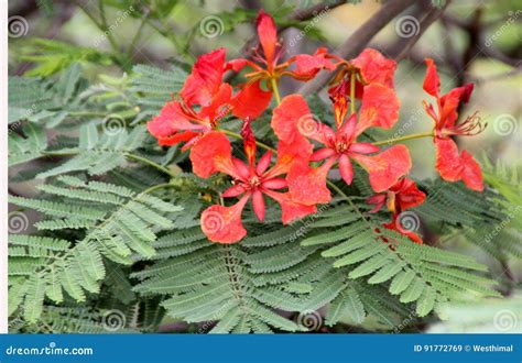 Delonix regia ROYAL POINCIANA FLAME … - raincitystudios.com