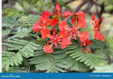 Delonix regia Royal Poinciana - University of Florida - raincitystudios.com