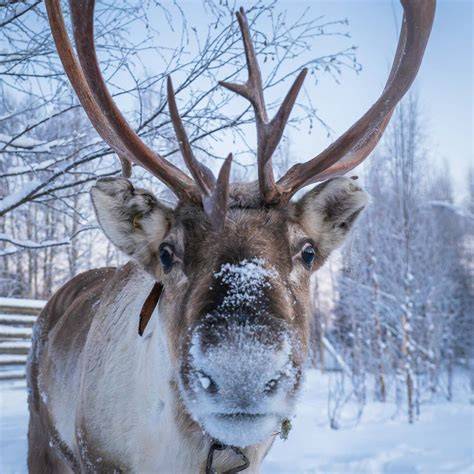 Demarcating Boundaries of Reindeer Forest in Arctic Lapland - raincitystudios.com