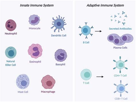 Dendritic Cell Organization and Function in Innate and Adaptive Immune ... - muktibox.com