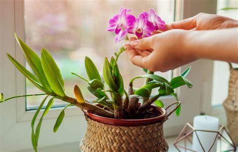 DENDROBIUM ORKIDE BAKIMI.