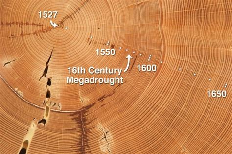 Dendrochronological dating of wooden artifacts by measuring the tree ... - wintechmobiles.com