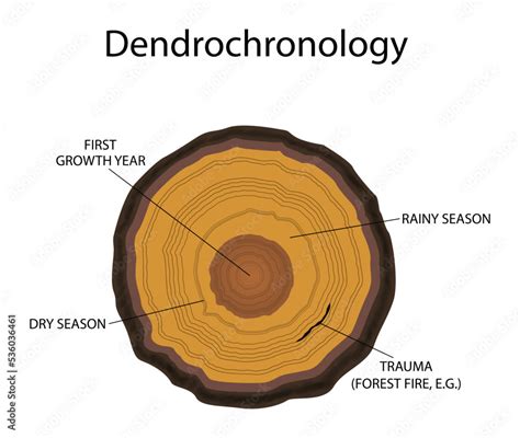 Dendrochronology | RadioCarbon Dating Research - wintechmobiles.com