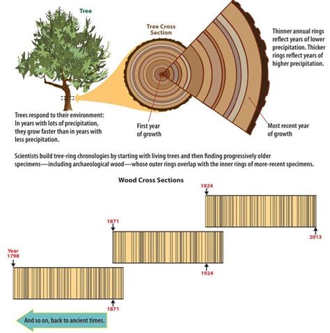 dendrochronology basics - University of Arizona - wintechmobiles.com