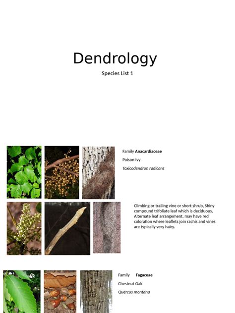 Dendrology | Definition & Description | Britannica - muktibox.com