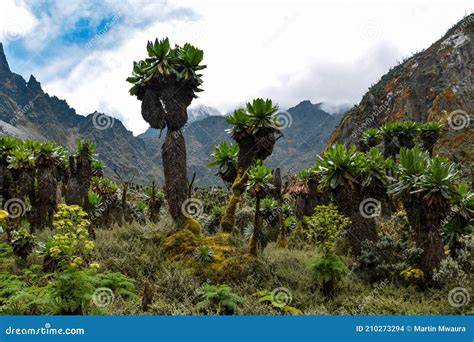 Dendrosenecio adnivalis - Plants of the World Online - raincitystudios.com