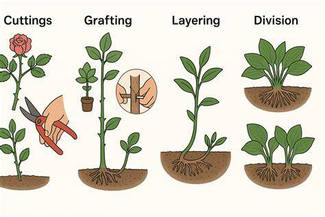 describe different methods of asexual propagation of cuttings - raincitystudios.com