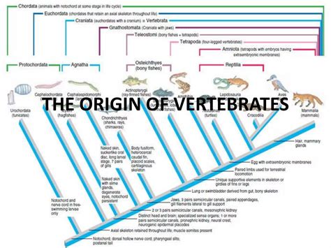 Describe the basic characteristics and origin of vertebrates ... - Filo - raincitystudios.com