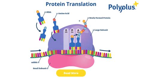 Describe Translation and Protein Assembly... | Practice Hub - muktibox.com