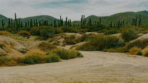 Desert greening - raincitystudios.com