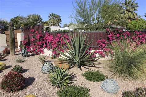 Desert Vegetable Garden | Drought-Tolerant Plants | Growing Tips - raincitystudios.com