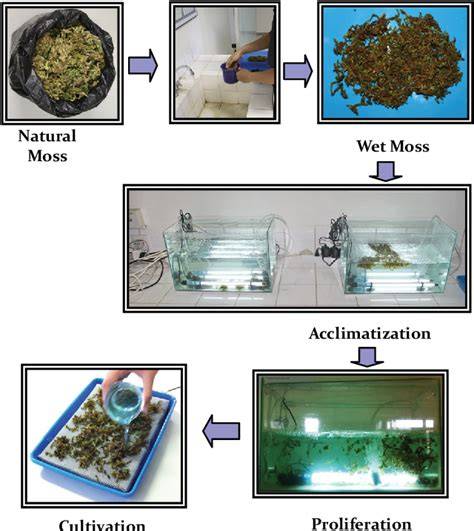 Design of Moss Greening Material for Merapi Disaster Prone Area … - raincitystudios.com