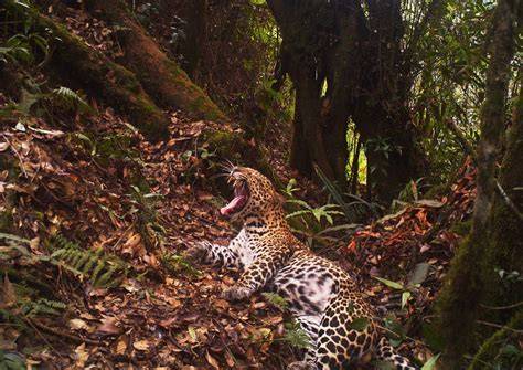 Despite threats to habitat, new photos provide hope for endangered ... - raincitystudios.com