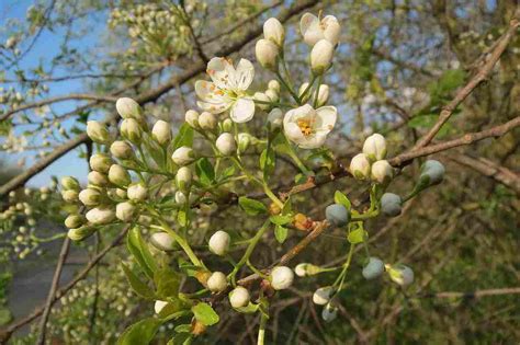 Detailed characteristics and examples of vascular … - muktibox.com