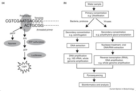 Detection of pathogens in water: from phylochips to qPCR to ... - muktibox.com
