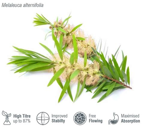 Determination of Australian Tea Tree Oil (Melaleuca alternifolia ... - wintechmobiles.com