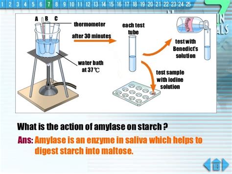 Determination of Salivary Amylase Activity - Springer - muktibox.com