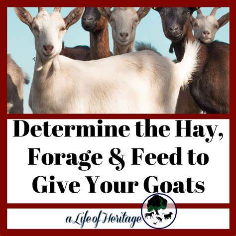 Determine the Hay, Forage & Feed to Give Your Goats - raincitystudios.com