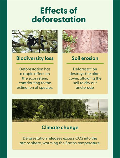 Devastating Effects of Deforestation on Our Environment - muktibox.com