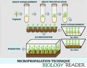 Developing an Efficient Micropropagation Technique for Citrus ... - raincitystudios.com
