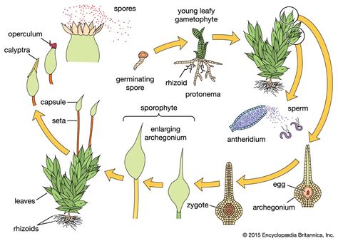 Development of Bryophytes as a New Model System to ... - Springer - muktibox.com