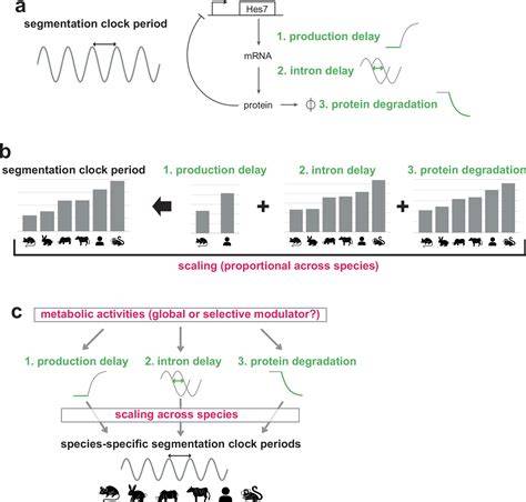 Developmental and Seasonal Metabolic Activities in Marine Molluscs - raincitystudios.com