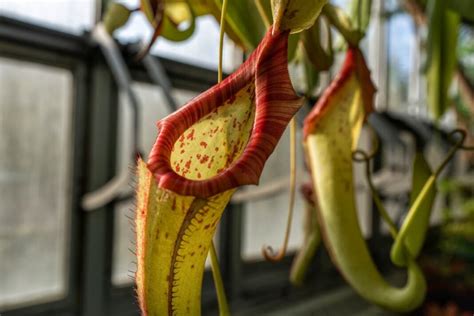 Devils Basket Carnivorous Plant Local Name - muktibox.com