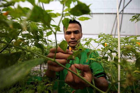 Di Atap Mereka Berkebun - Trubus - raincitystudios.com