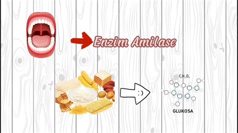 Di mulut terdapat enzim amilase, kemudian di usus ... - Roboguru - muktibox.com