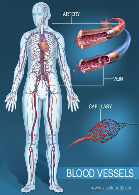 DIAGRAM Human Body Vessel Diagram MYDIAGRAM ONLINE