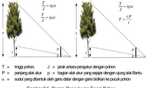 Diameter setinggi dada - Wikipedia bahasa Indonesia, ensiklopedia … - raincitystudios.com