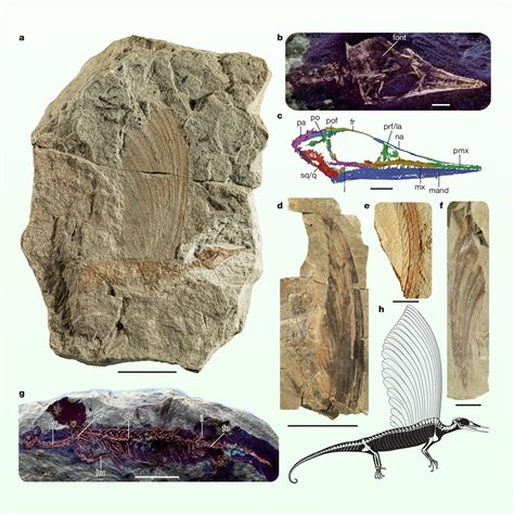 Diapsid - muktibox.com