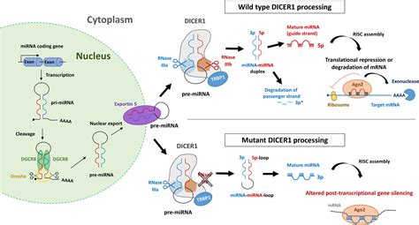 DICER1: mutations, microRNAs and mechanisms - Nature