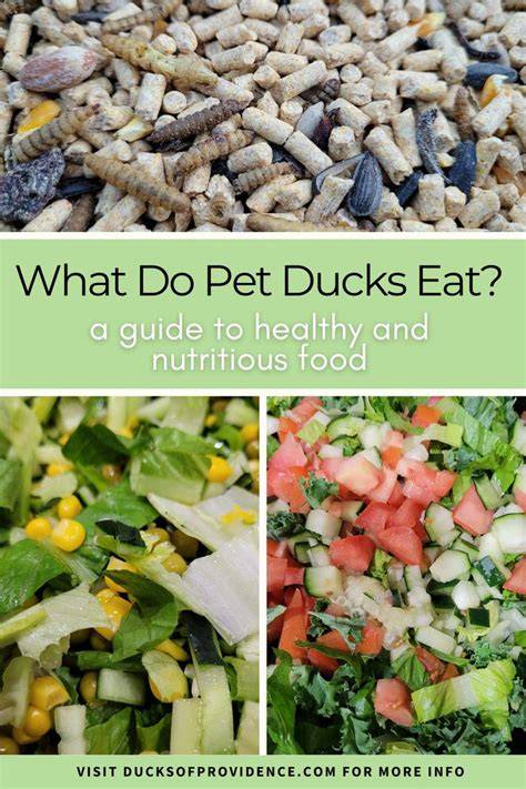 Diet Requirements for Ducks - Sharpes Stock Feeds - raincitystudios.com