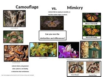 Difference Between Camouflage and Mimicry - muktibox.com