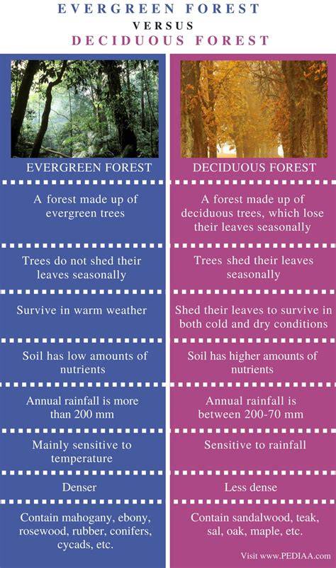 Difference Between Evergreen and Deciduous Forests - raincitystudios.com