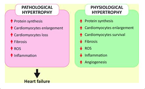 DIFFERENCES BETWEEN PATHOLOGICAL AND PHYSIOLOGICAL …