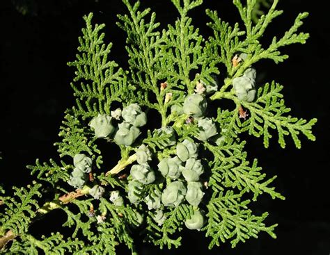 Differences Of Platycladus Orientalis and Thuja Occidentalis - - raincitystudios.com