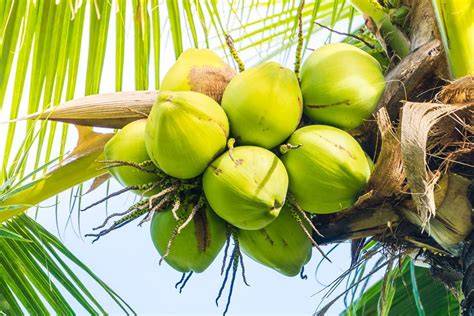 Different Between Young and Matured Coconut - raincitystudios.com