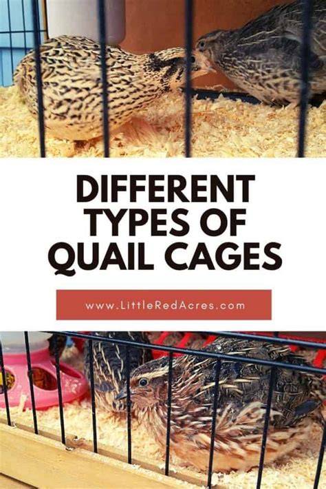 Different Types of Quail Cages - Little Red Acres - raincitystudios.com