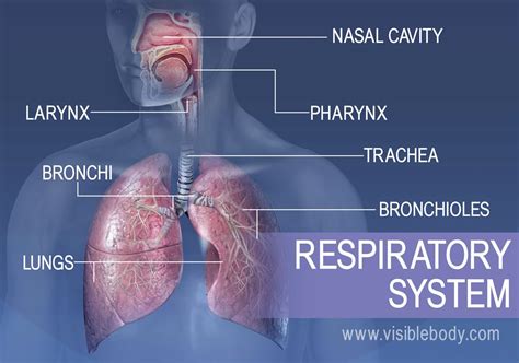 Different Types of Respiratory Systems | Biology for … - muktibox.com